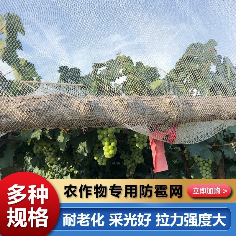 果园防雹网植物防雹网大棚防冰雹网全新料厂家直供
