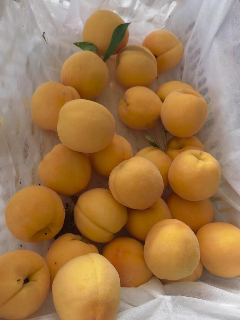 黄金蜜系列甜黄桃货源充足，品类齐全，价格透明诚信交易