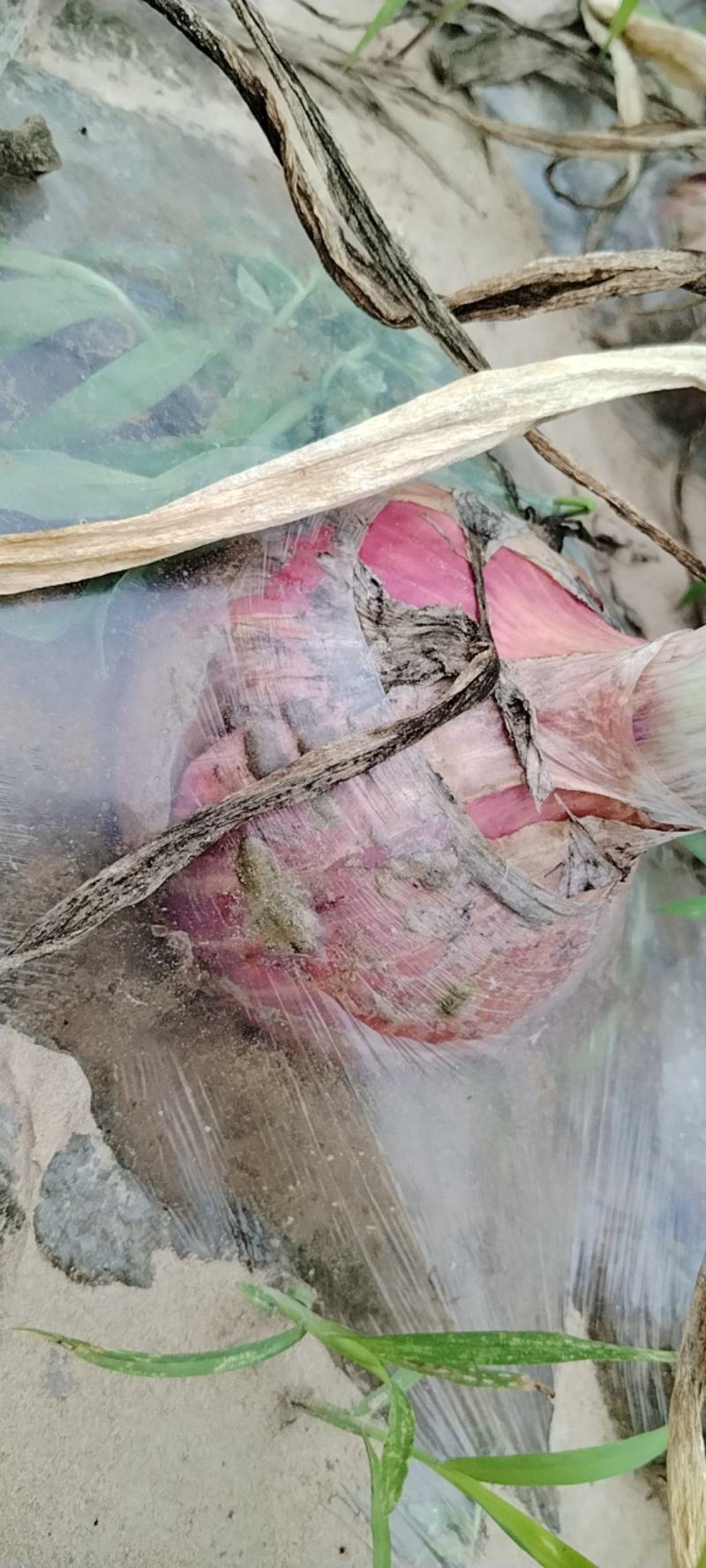 精品二红洋葱大量走货货源充足量大从优欢迎咨询采购