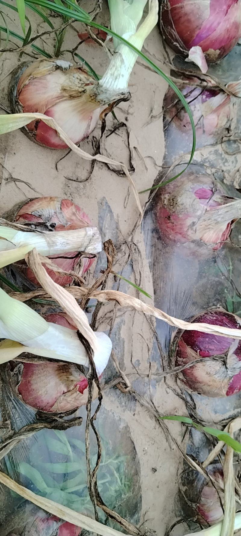 精品二红洋葱大量走货货源充足量大从优欢迎咨询采购