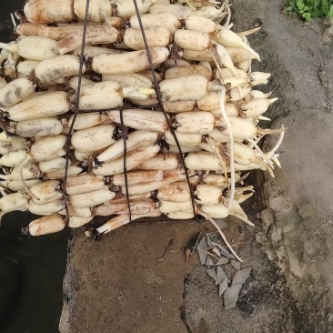 广西早藕，条形直，藕节圆，皮色白嫩，口感甜脆。
