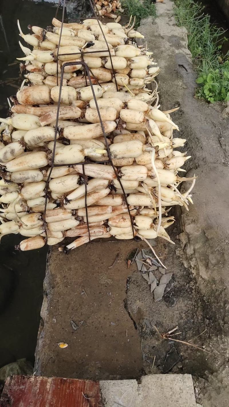广西早藕，条形直，藕节圆，皮色白嫩，口感甜脆。