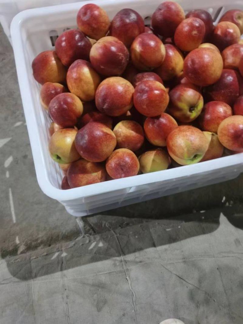 山西油桃一件代发