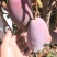 四川攀枝花贵妃芒果上市对接市场电商社区团购