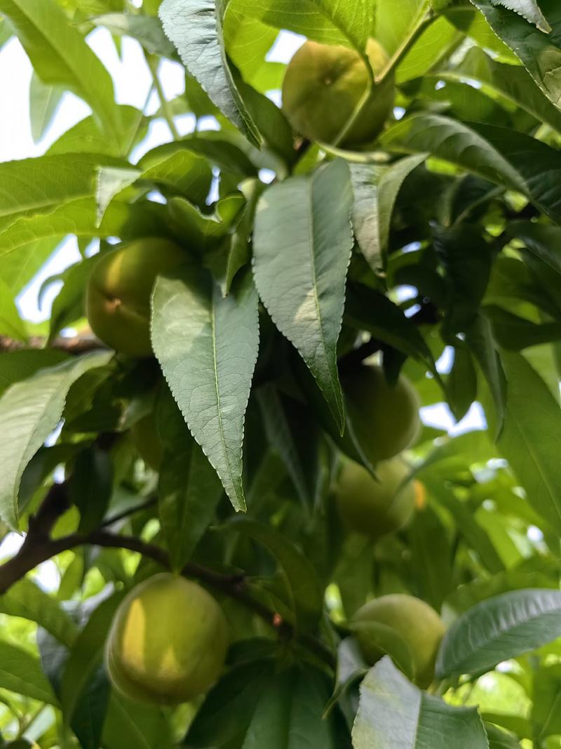 玉妃蜜桃树苗，口感脆甜，成熟期可挂树40天