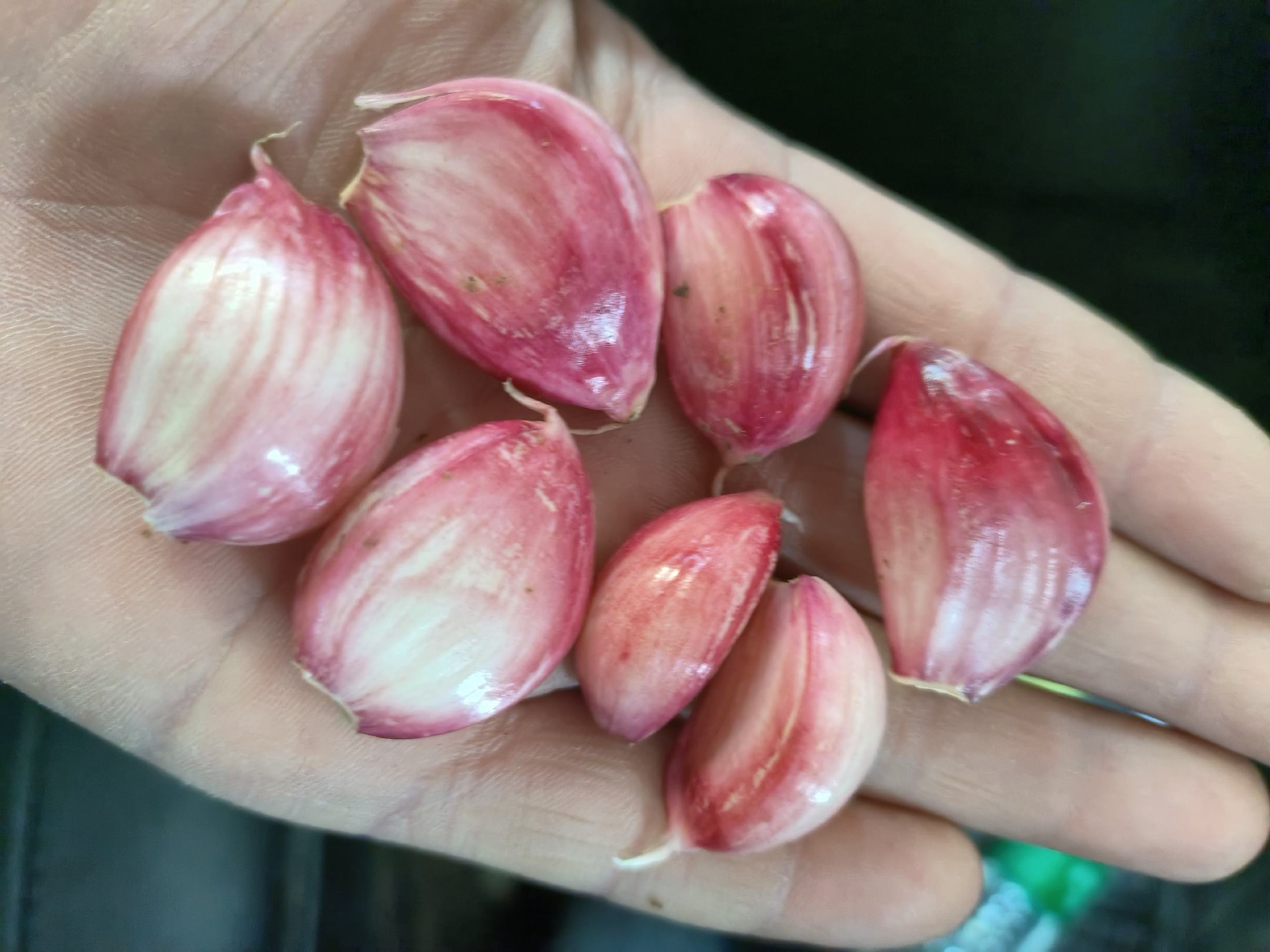 紫菜苔翻炒过程