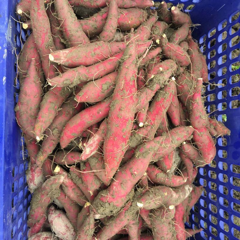 红薯.地瓜，紫薯.西瓜红.大量货源，质量保证，代发全国