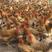灵山土鸡，3.23重，鸡健康，无红虫