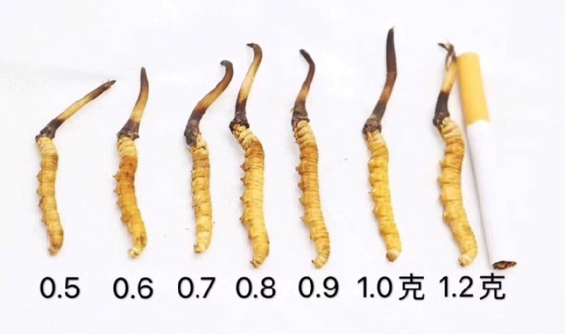 正宗西藏那曲冬虫夏草高海拔环境生长品质无忧