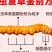 正宗西藏那曲冬虫夏草高海拔环境生长品质无忧