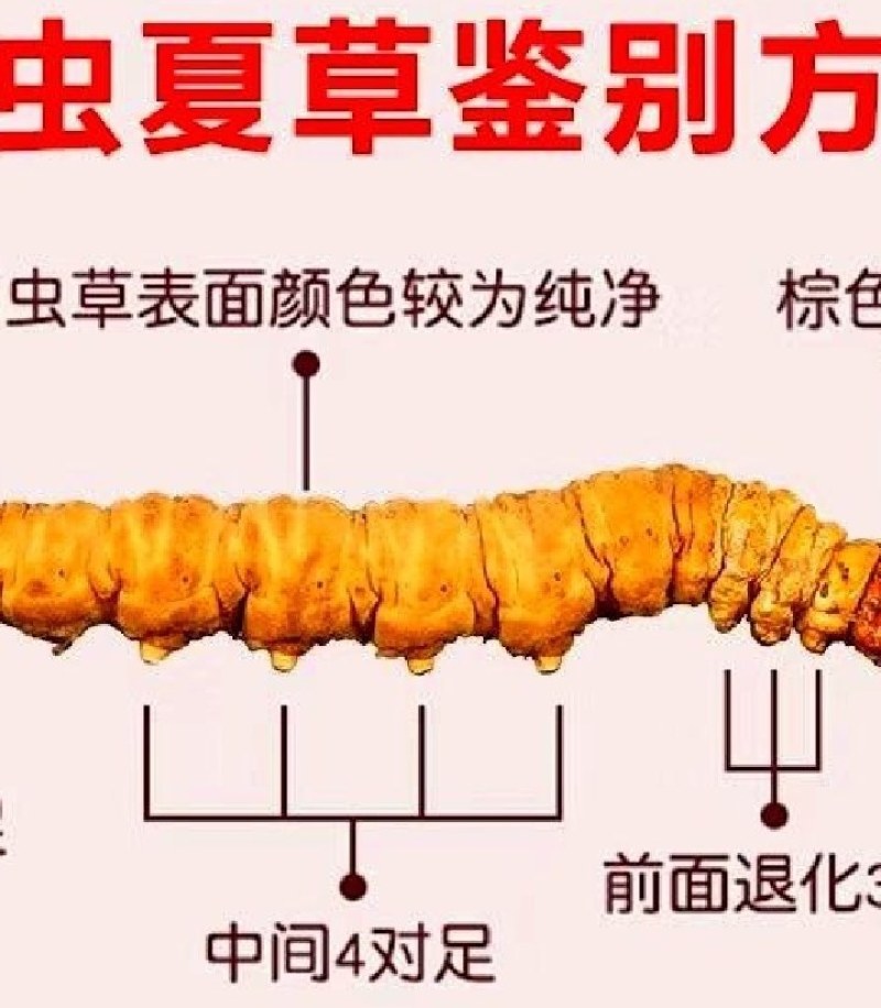 正宗西藏那曲冬虫夏草高海拔环境生长品质无忧