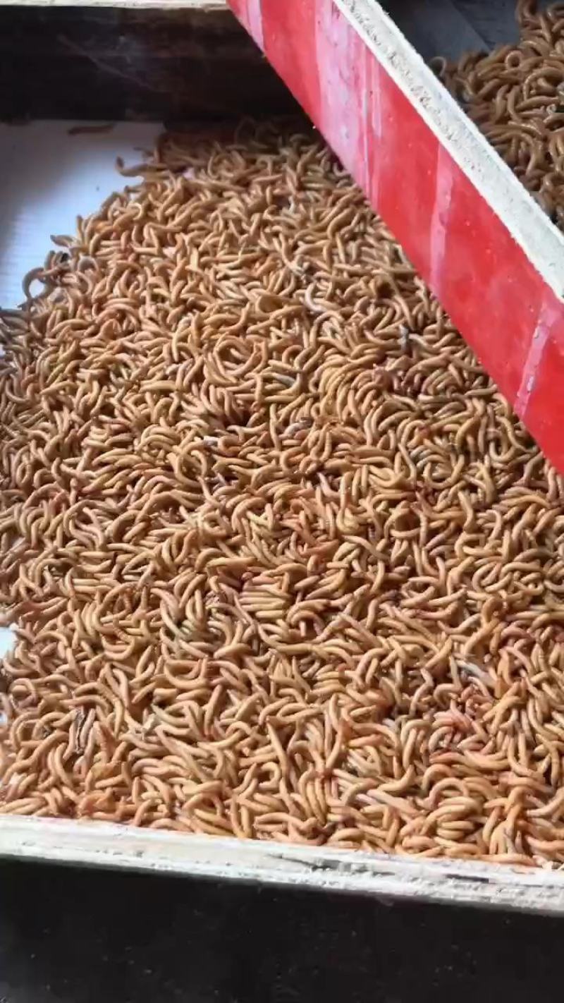 黄粉虫面包虫活虫、喂蝎子，金蟾、仓鼠、喂鸟、喂鸡、蛙类等