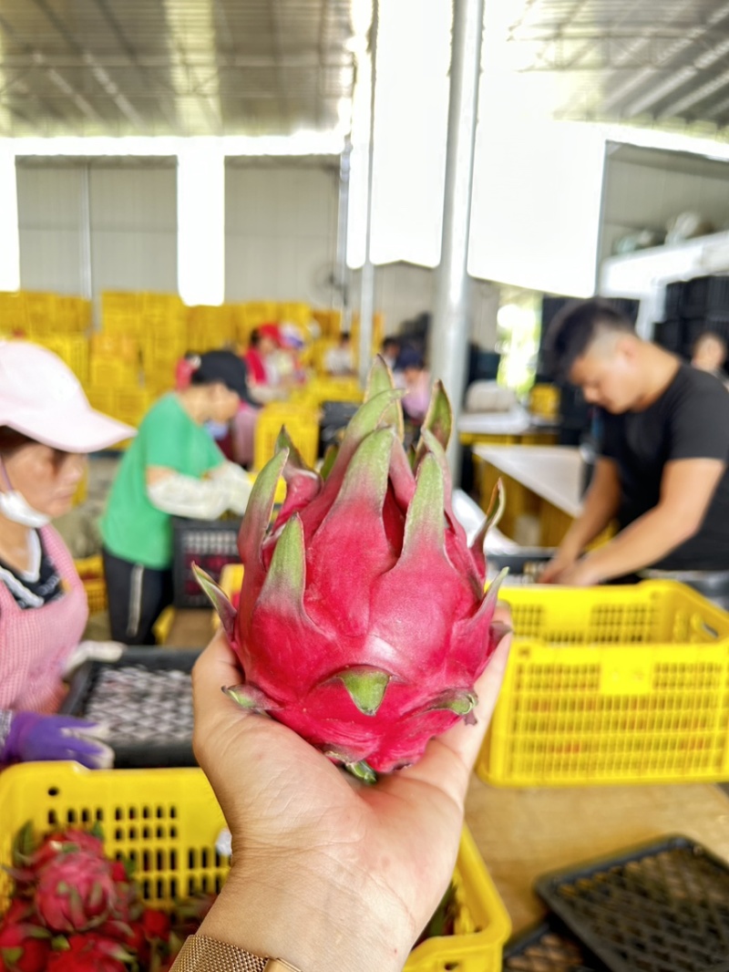 两广地区代办红心火龙果新鲜采摘产地直发大量供应