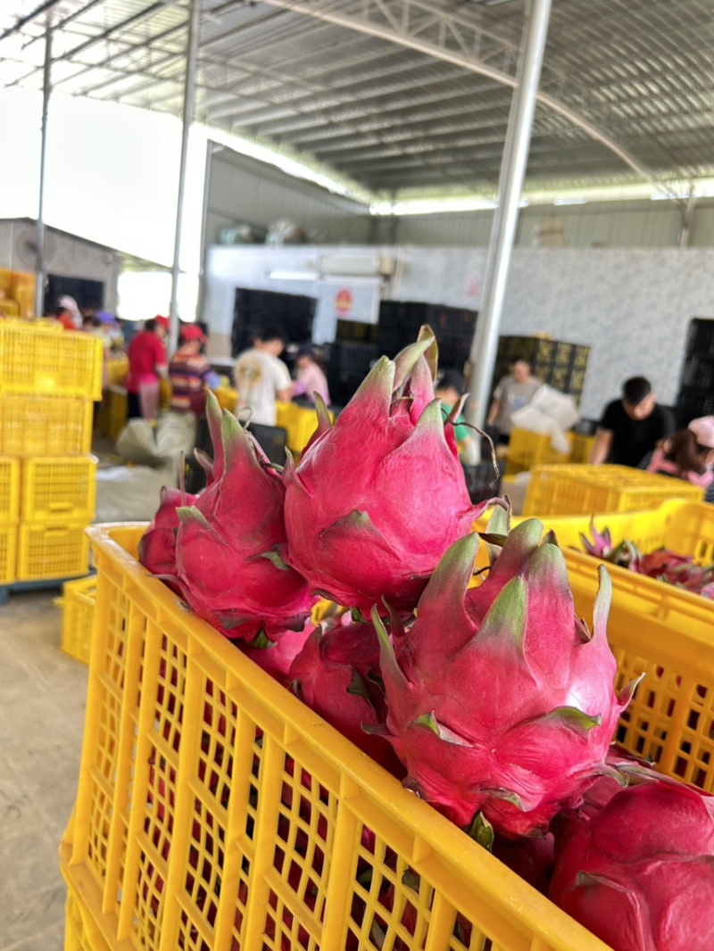 两广地区代办红心火龙果新鲜采摘产地直发大量供应