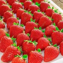 云南，夏季草莓已大量上市，发往全国各地，除偏远地区，包邮