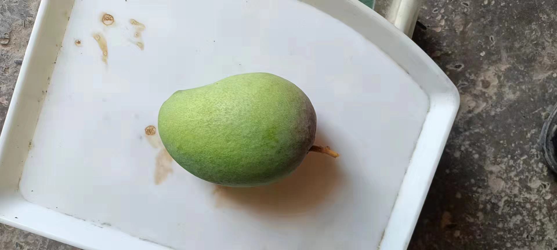 过熟芒果