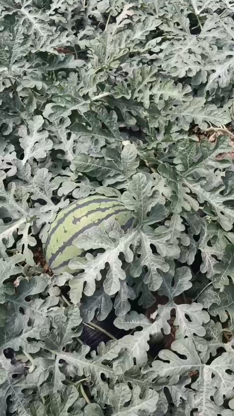 【实力推荐】陕甘美4k已成熟上市欢迎来电采