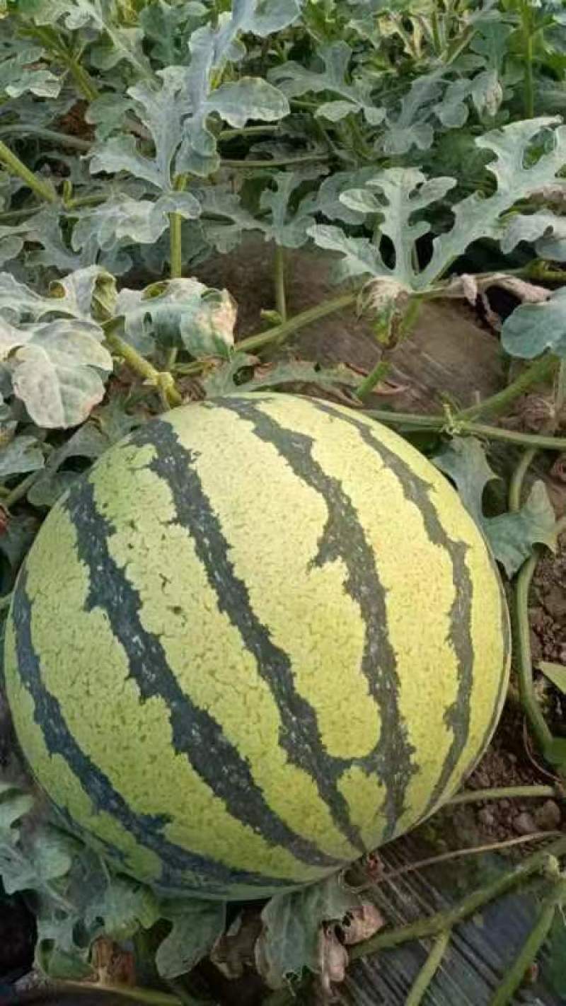 陕西美都西瓜，大量供应，实力代办多年，保证质量，