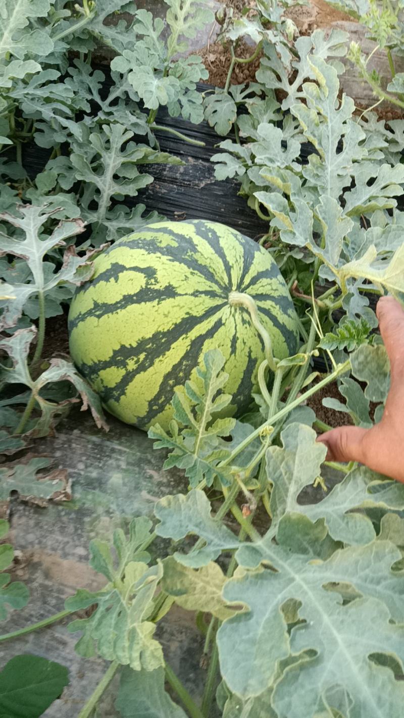 陕西美都西瓜，大量供应，实力代办多年，保证质量，