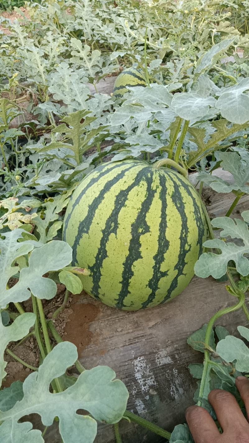 陕西美都西瓜，大量供应，实力代办多年，保证质量，