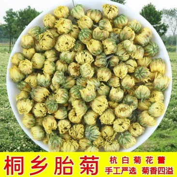 【桐乡发货】精选桐乡胎菊500克袋装多规格可选包邮