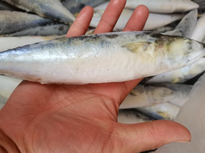 鲐鲅鱼，新鲜速冻，饭店食堂批发
