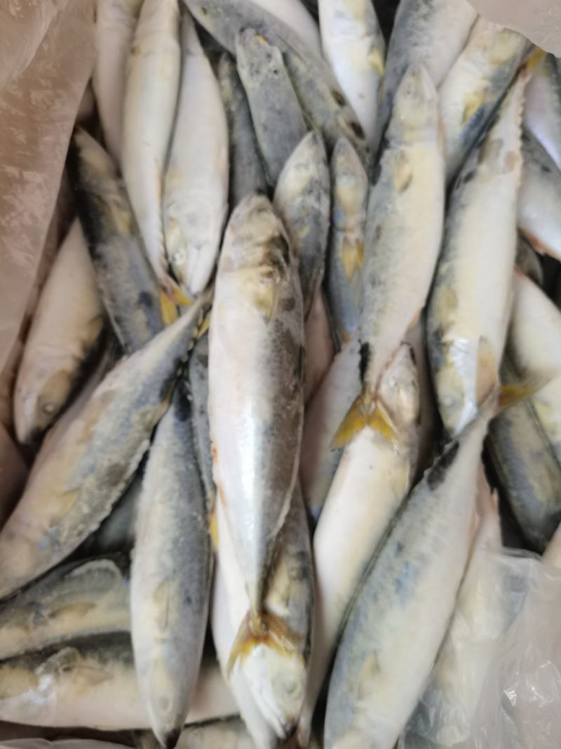 鲐鲅鱼，新鲜速冻，饭店食堂批发