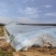 大荔冬枣