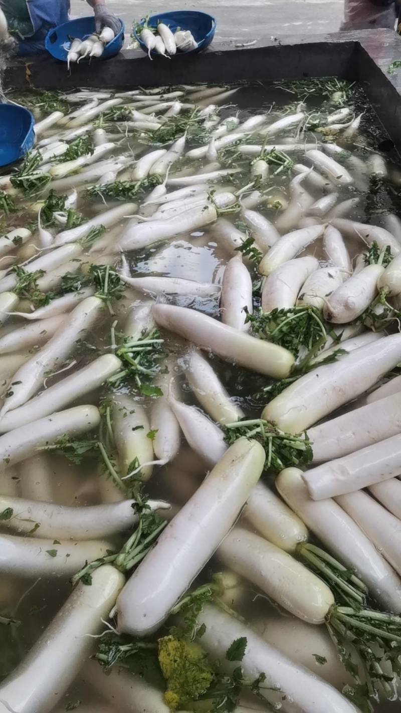 白萝卜