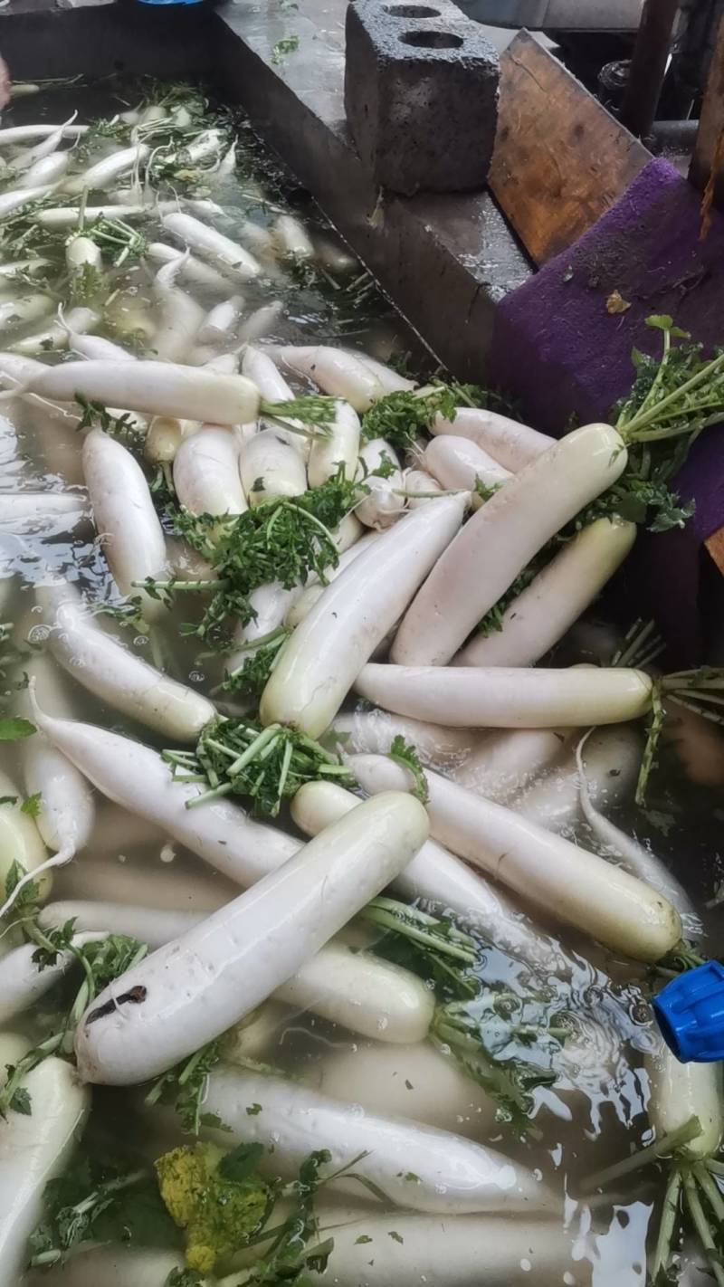白萝卜