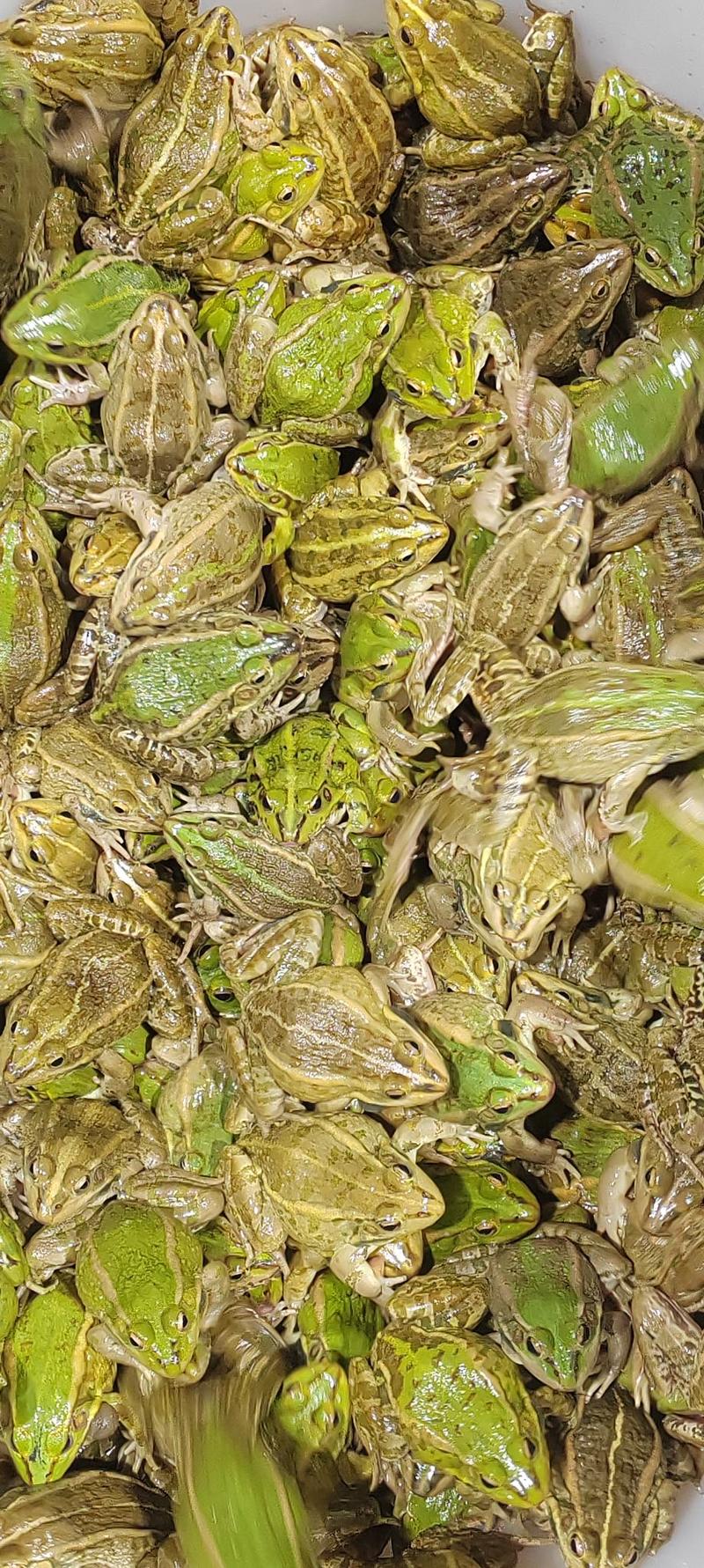 花蛙产地大量活体牛蛙肉多多水产田蛙现货现捞现发活物