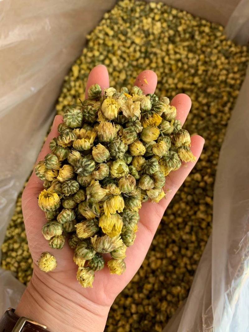 【桐乡发货】精选桐乡胎菊500克袋装多规格可选包邮