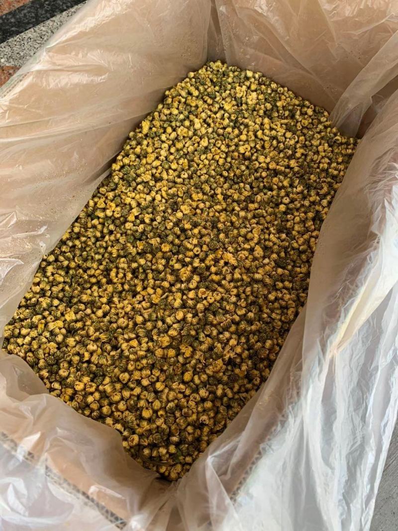 【桐乡发货】精选桐乡胎菊500克袋装多规格可选包邮