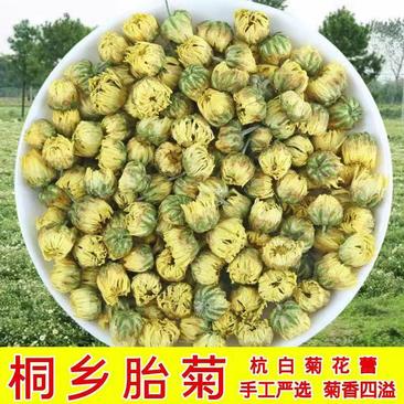 【桐乡发货】精选5A桐乡胎菊500克袋装多规格可选包邮