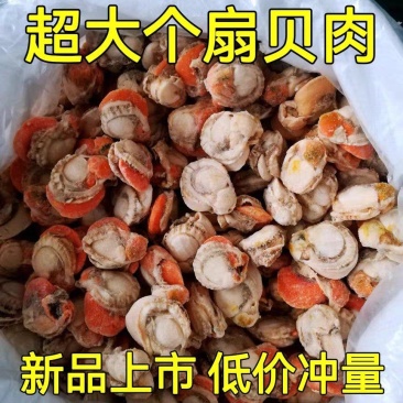 扇贝肉特大号新鲜速冻扇贝肉各大带黄黄无沙批发20，40规