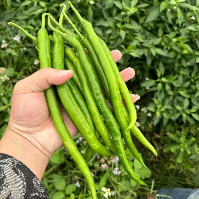 新鲜辣椒3号线8号线螺丝线大螺丝一级货大量供应