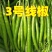 新鲜辣椒3号线8号线螺丝线大螺丝一级货大量供应