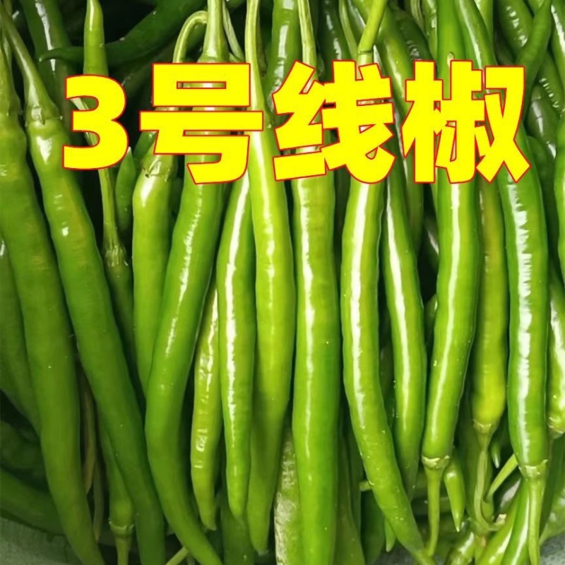 新鲜辣椒3号线8号线螺丝线大螺丝一级货大量供应