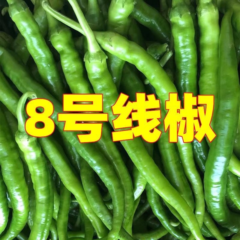 新鲜辣椒3号线8号线螺丝线大螺丝一级货大量供应