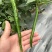 新鲜辣椒3号线8号线螺丝线大螺丝一级货大量供应