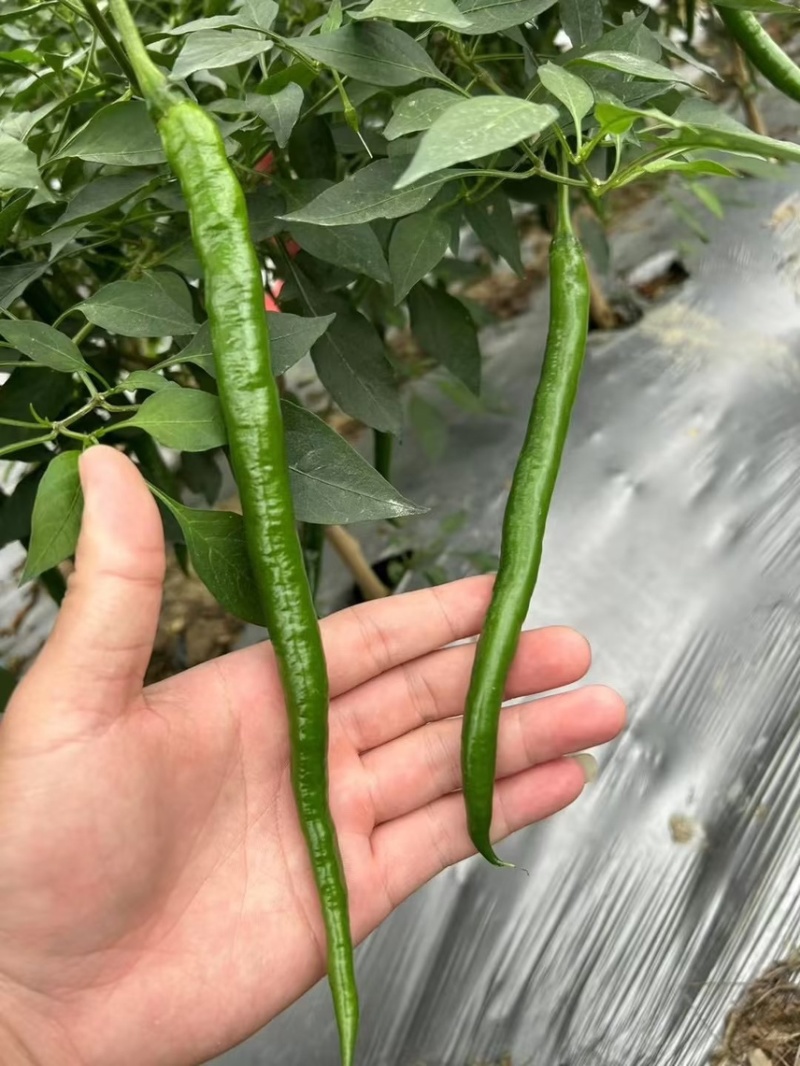 新鲜辣椒3号线8号线螺丝线大螺丝一级货大量供应