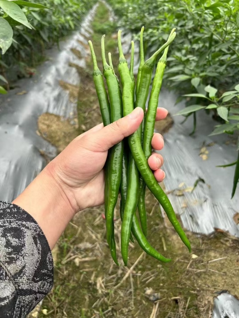 新鲜辣椒3号线8号线螺丝线大螺丝一级货大量供应