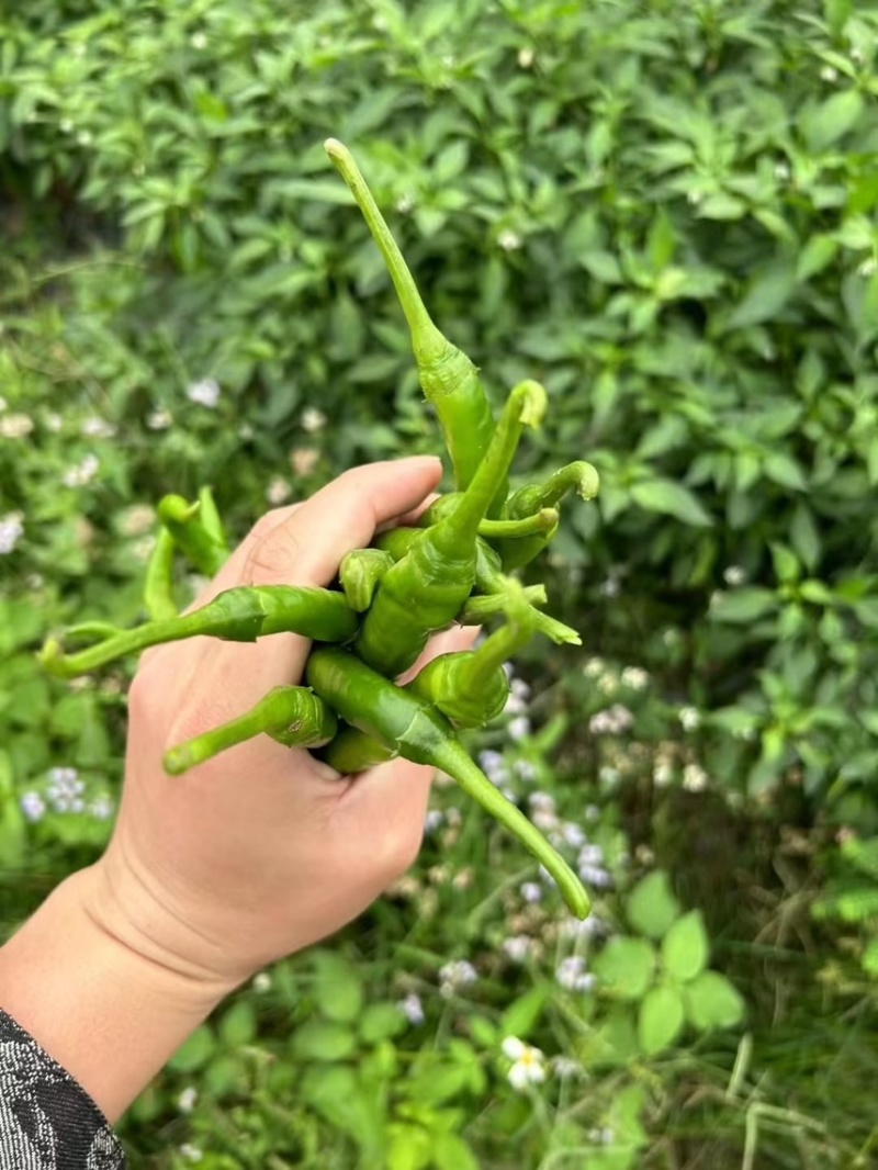 新鲜辣椒3号线8号线螺丝线大螺丝一级货大量供应
