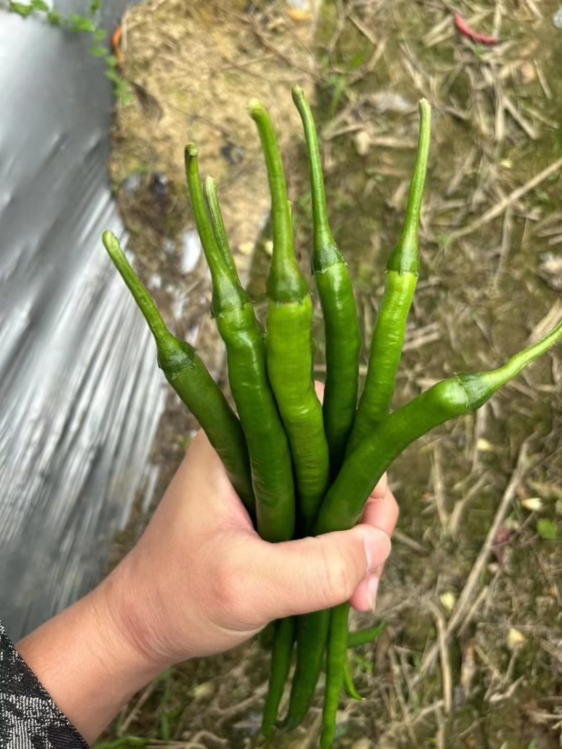 新鲜辣椒3号线8号线螺丝线大螺丝一级货大量供应