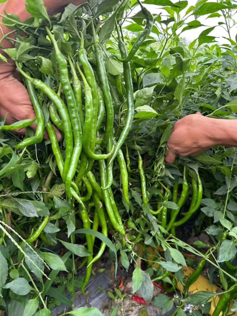 新鲜辣椒3号线8号线螺丝线大螺丝一级货大量供应