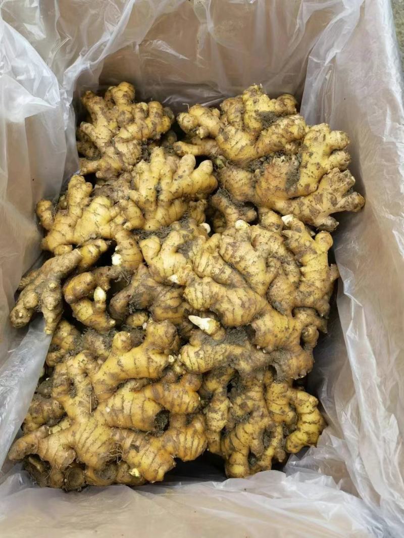小黄姜山东窖藏小黄姜泥姜出窖分拣直发货源足质量好