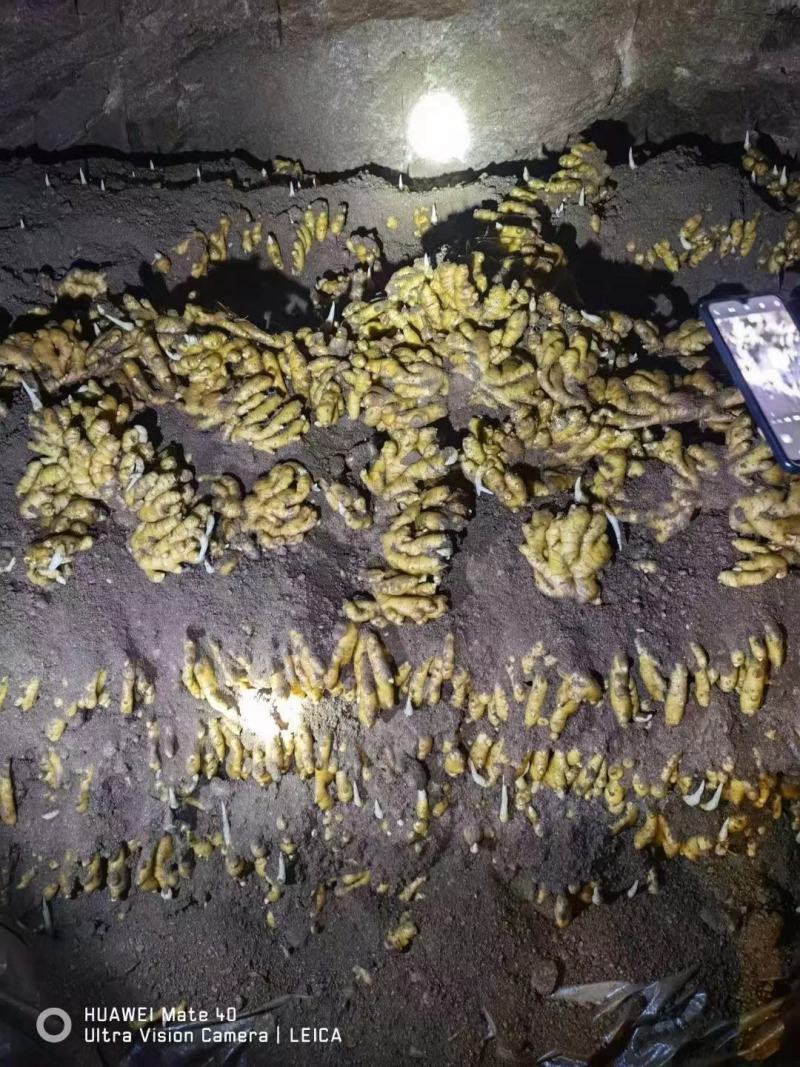 小黄姜山东窖藏小黄姜泥姜出窖分拣直发货源足质量好