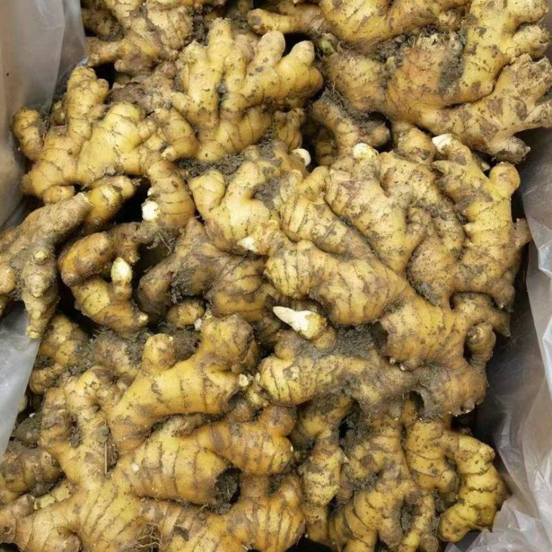 小黄姜山东窖藏小黄姜泥姜出窖分拣直发货源足质量好