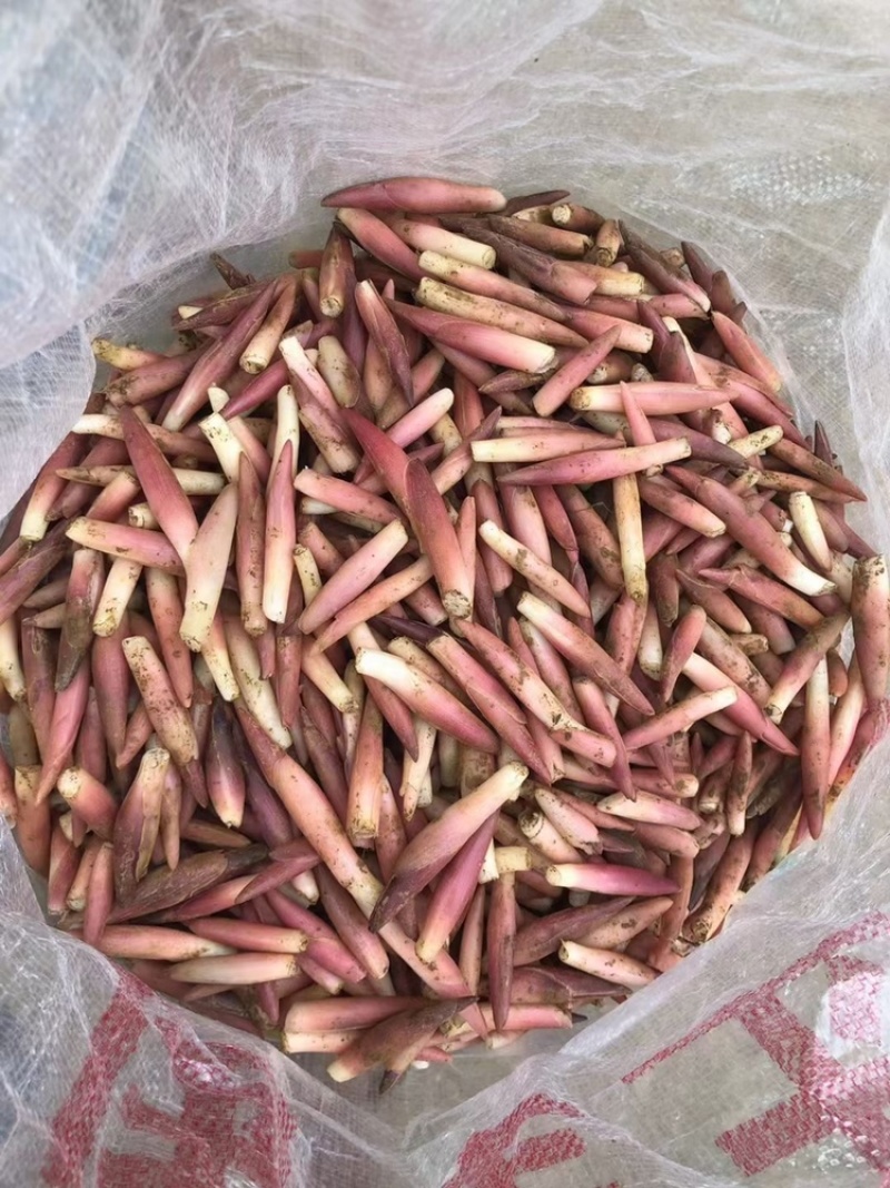 云南文山阳荷洋荷大量上市稳定供应