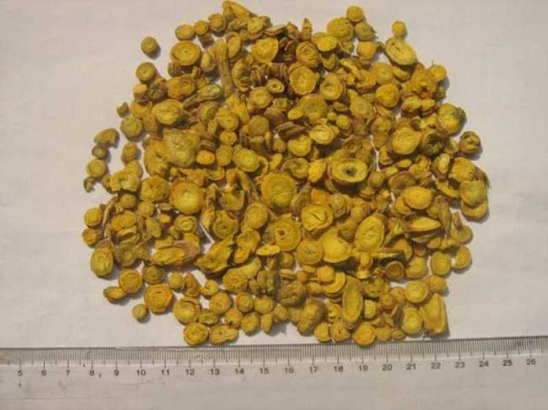 新黄芩种子黄芩籽纯新籽抗旱林下种植一斤起批包邮